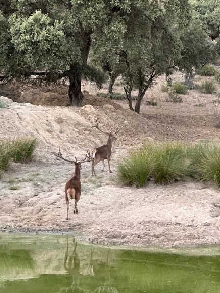 Los veterinarios de Toledo garantizan la seguridad alimentaria de las piezas cinegéticas de la provincia