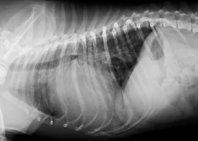 Curso online sobre “Radiología torácica en pequeños animales: interpretación y casos clínicos”