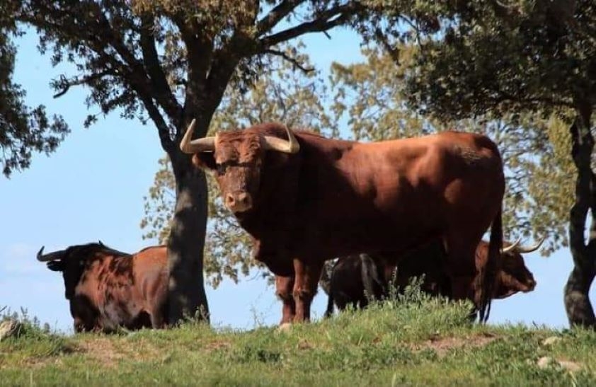 El Colegio de Burgos program&oacute; una conferencia sobre an&aacute;lisis DAFO de la raza de lidia impartida por Lorena de la Fuente