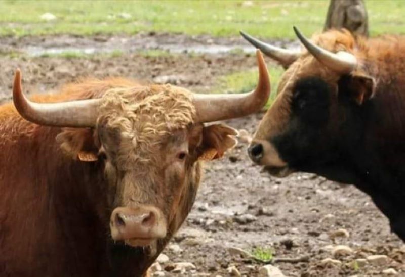 El Colegio de Salamanca reduce las tarifas por lidia de animales a puerta cerrada como medida de apoyo a los ganaderos
