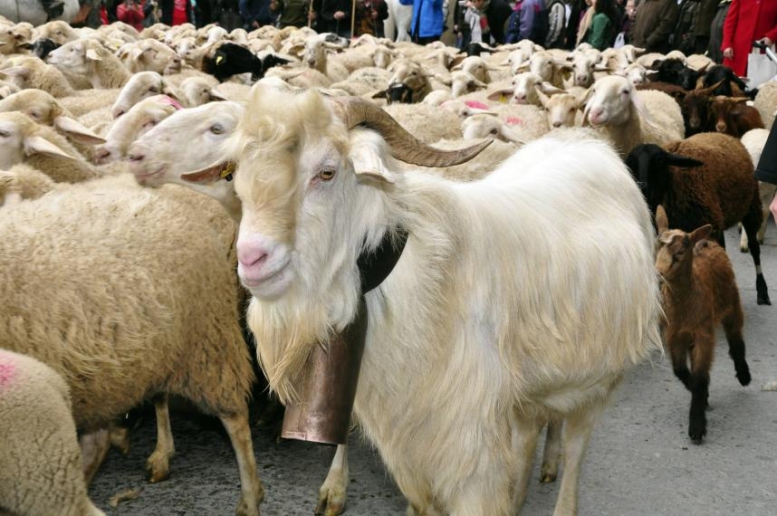 El presidente del Colegio de Veterinarios de Segovia subraya la aportación de la trashumancia a la biodiversidad