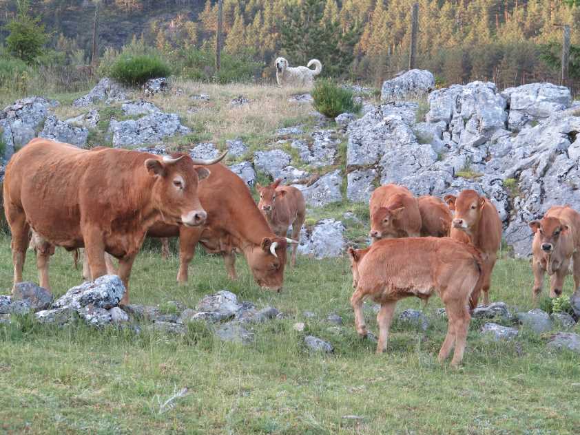 Gijón será escenario de las jornadas sobre Nuevas Tecnologías Reproductivas y Mejora Genética de bovinos