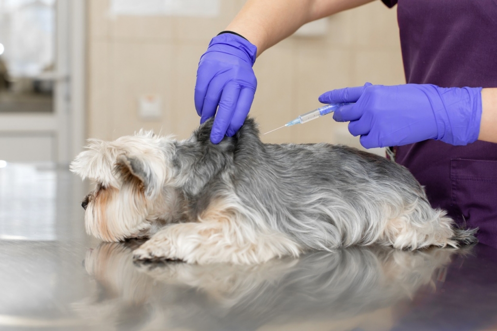 Sesenta centros veterinarios de Valladolid están disponibles para vacunar contra la rabia, según recuerda el Colegio