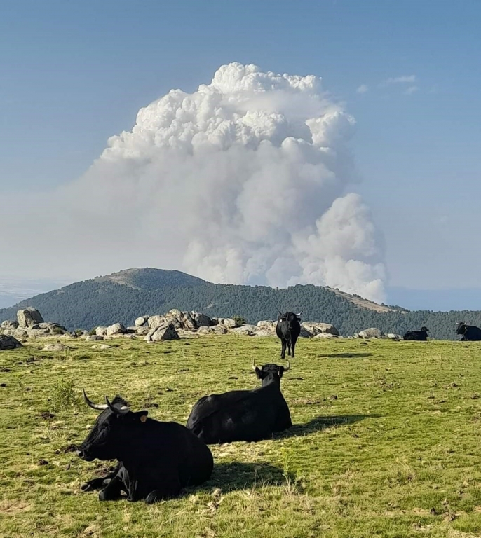 Los veterinarios de Toledo reivindican su labor para conservar ecosistemas m&aacute;s resilientes frente a los incendios