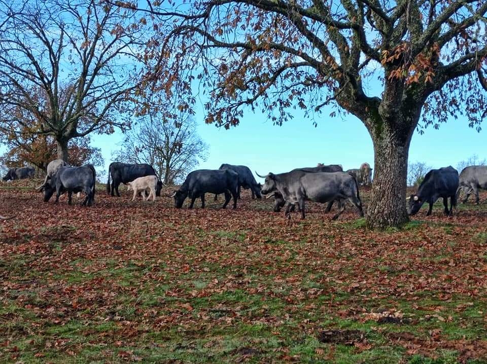 Los veterinarios de Castilla y Le&oacute;n, a favor de la revisi&oacute;n del tratado con Mercosur por los perjuicios que puede ocasionar al sector agropecuario