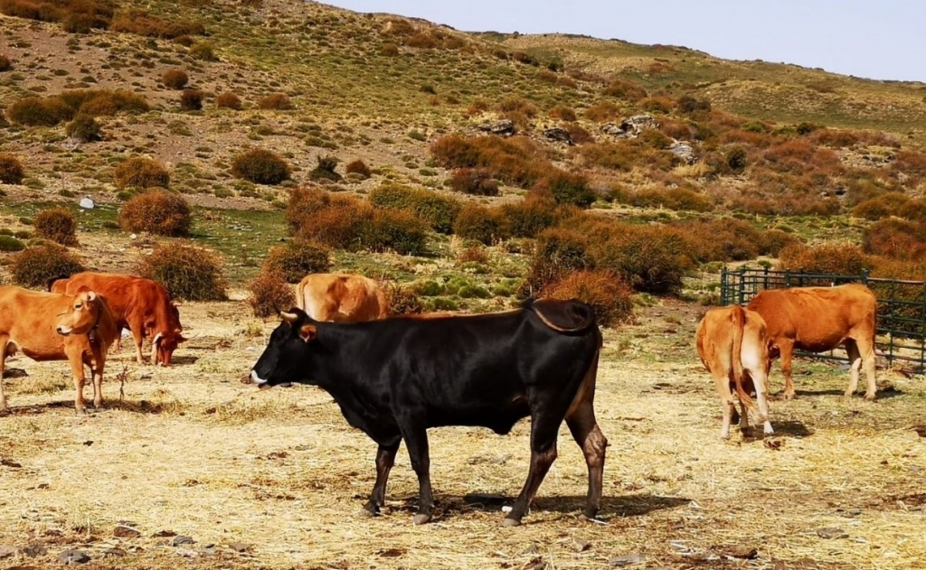 Veterinarios de Granada divulgan el valor de la carne de vacuno de raza pajuna, autóctona de Sierra Nevada