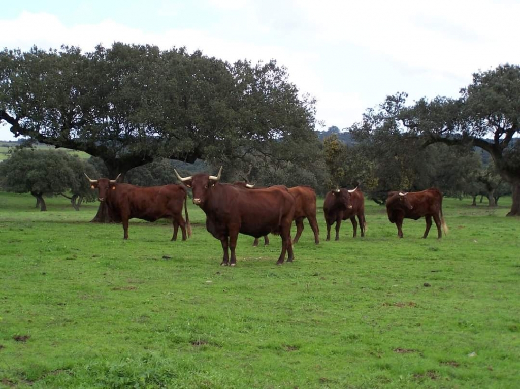 Los veterinarios de C&oacute;rdoba muestran su preocupaci&oacute;n ante la evoluci&oacute;n y expansi&oacute;n del virus Shamonda en Espa&ntilde;a y Europa