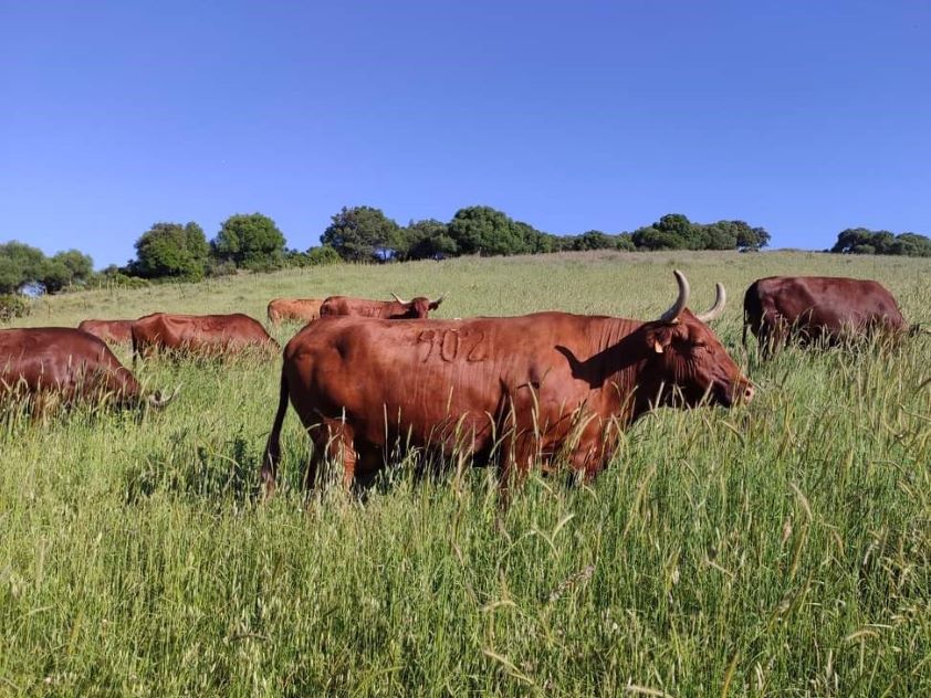 La gestión y producción de ganadería ecológica, contenido de una jornada formativa del Colegio de Veterinarios de Valladolid