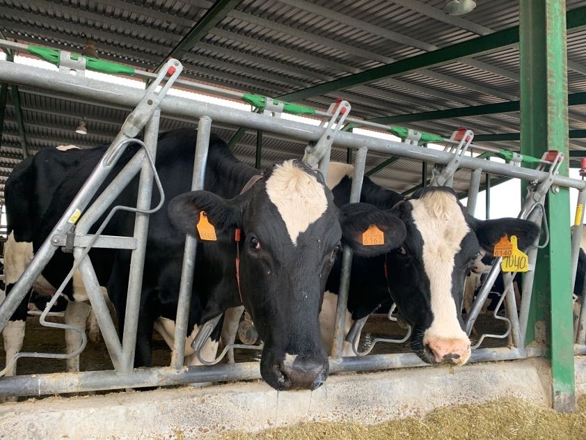 El Colegio de Veterinarios de Lugo apoya a los ganaderos de la provincia en sus reivindicaciones frente a Mercosur