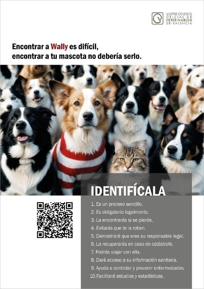 La identificación felina crece en Valencia un 56 por ciento en un año, y la de hurones otro 23 por ciento