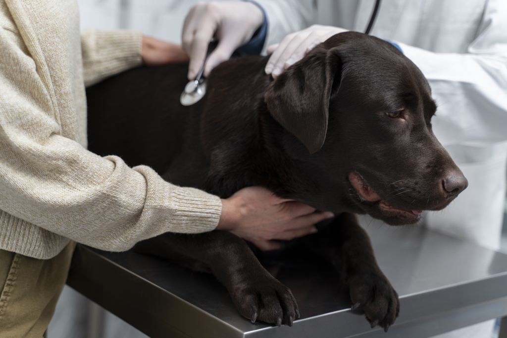 El Colegio de Valencia y la patronal logran una condena por intrusismo contra una falsa veterinaria