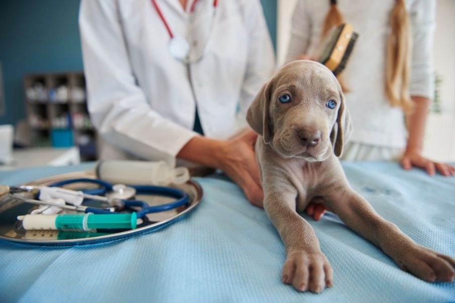 Los veterinarios valencianos cuestionan la utilidad de los test del ADN canino contra las heces en las calles