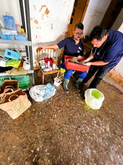 Veterinarios de Valencia recomiendan comprobar si los perros están correctamente vacunados frente a la Leptospirosis