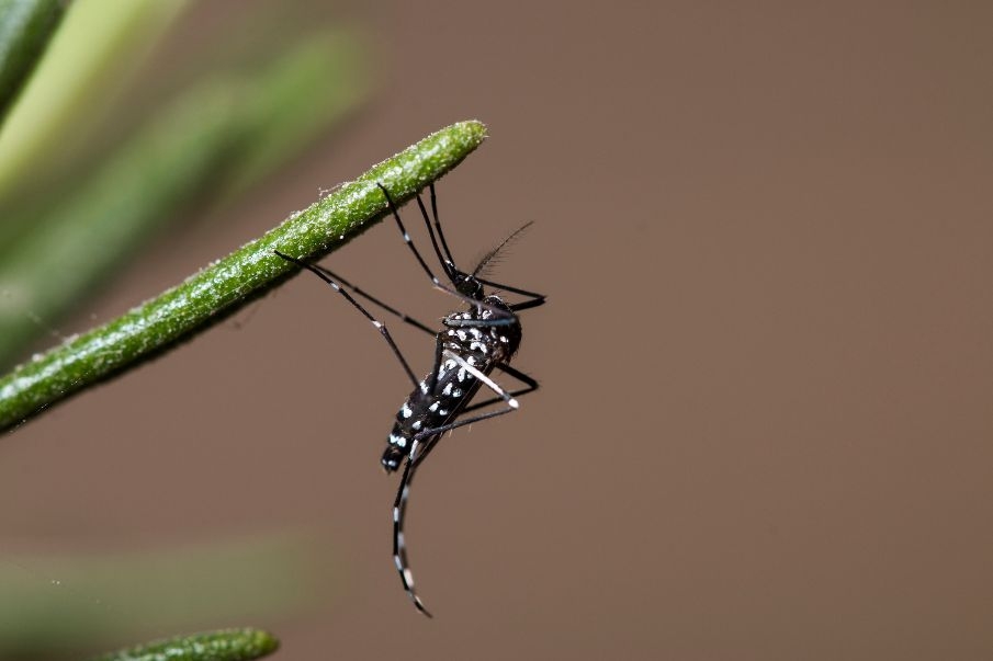 Veterinarios de Toledo se&ntilde;alan cinco errores sobre los insectos que pueden poner en riesgo tu salud este verano