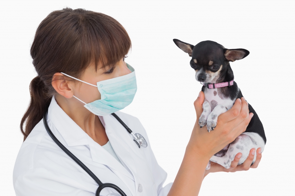 El Colegio de Veterinarios de Alicante recuerda el deber de notificar determinadas enfermedades de declaraci&oacute;n obligatoria