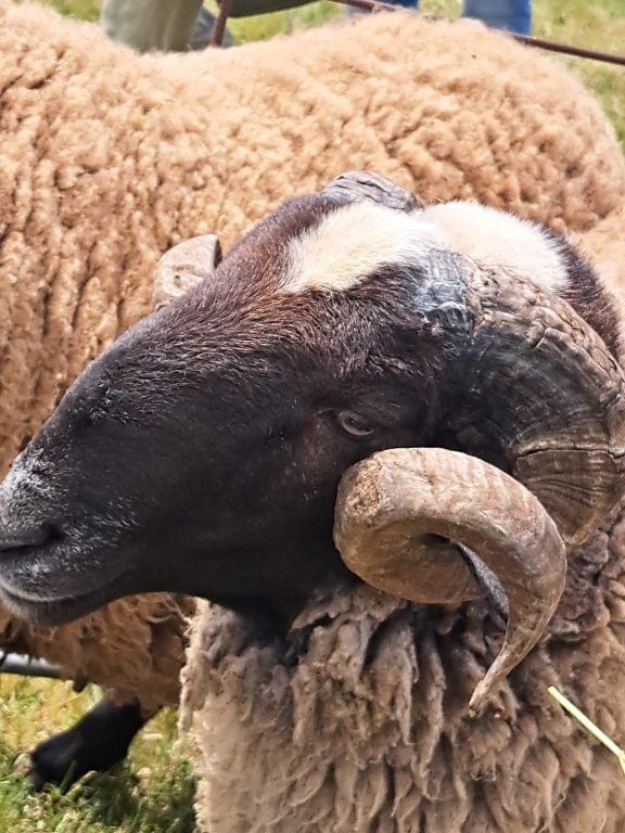 Los veterinarios de Zamora patrocinan un premio en el Concurso Morfol&oacute;gico de Sementales de Raza Castellana de Carbajales de Alba
