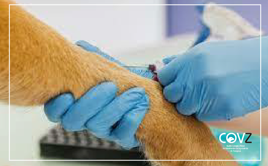 El Colegio de Zaragoza solicita modificaciones en la dispensación de medicamentos en los centros veterinarios de animales de compañía